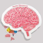 Beynimi Öğreniyorum Ahşap Puzzle, Çocuklar İçin Eğitici Yapboz Oyunu